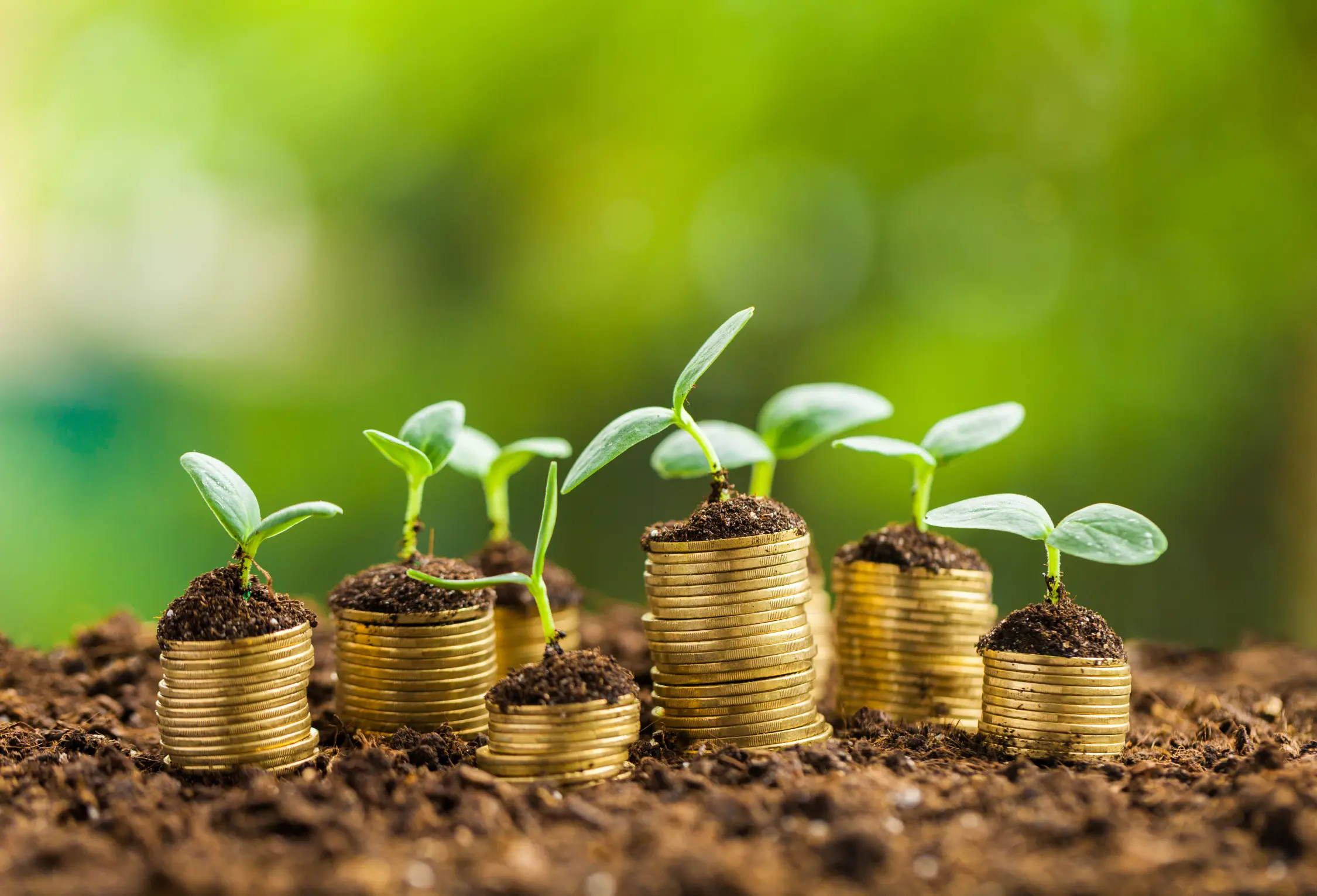 Image: Small plants growing in their pots, laying on sand, portraying Green Finance framework