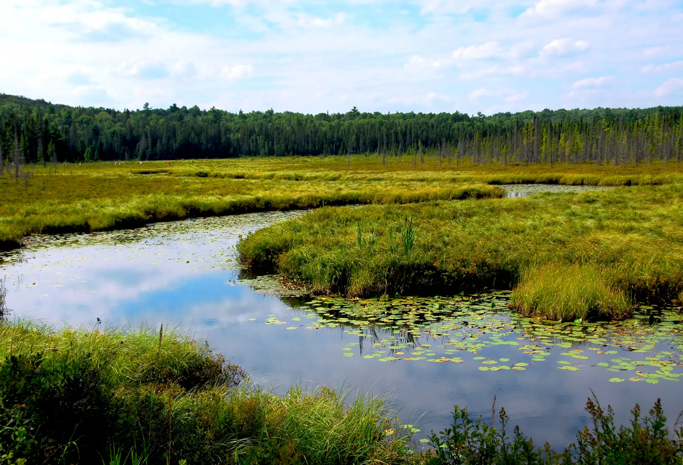 The Ecological Significance of Wetlands: A Call for Conservation