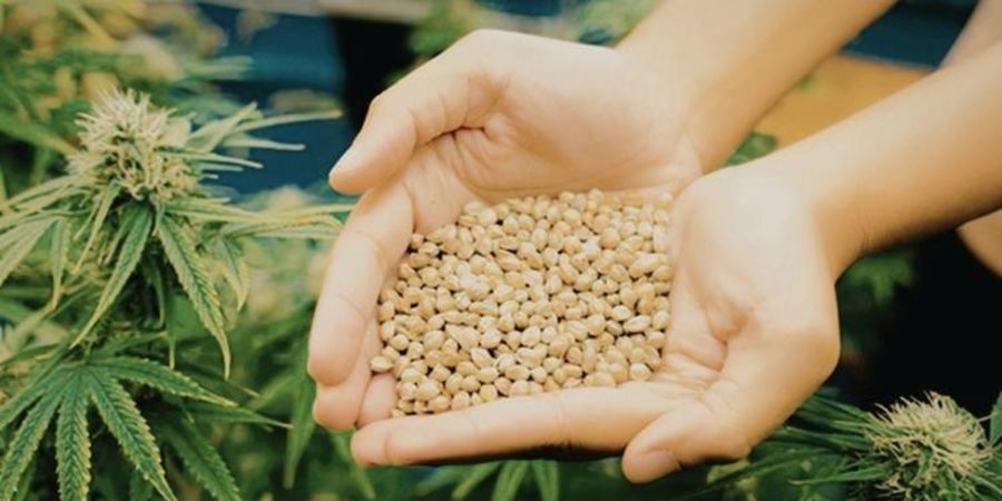 How to Choose the Right Cannabis Seeds for Different Growing Environments 4 How to Choose the Right Cannabis Seeds for Different Growing Environments