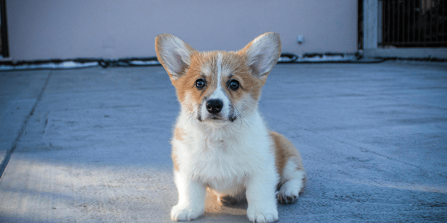 How Ethical Pet Marketplaces Are Redefining Trust in Online Commerce