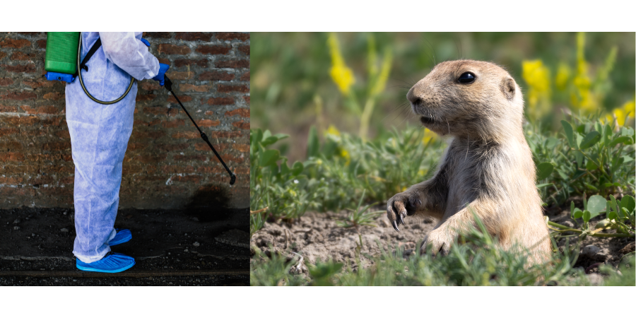 The Role of Professional Exterminators in Effective Gopher Removal across Huntington Beach