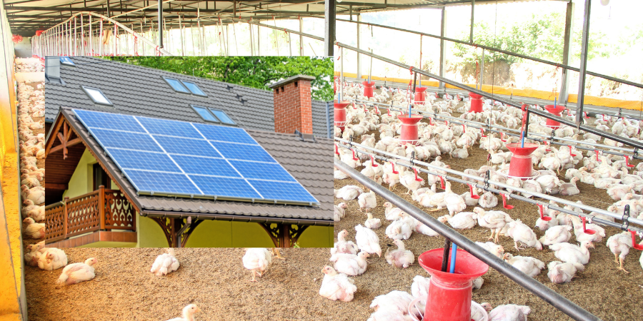 Why Chicken Coops Are Getting Solar Setups in 2026