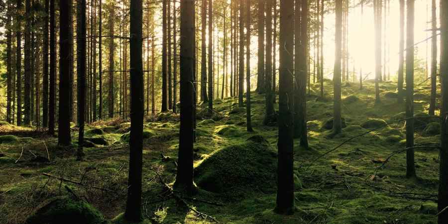 How Responsible Forestry Can Shape Stronger Communities 6 How Responsible Forestry Can Shape Stronger Communities