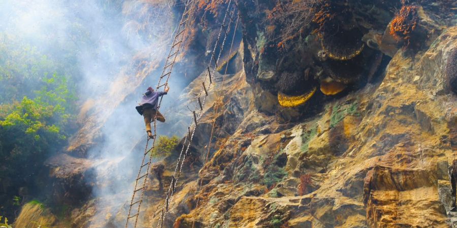 The Honey Hunters of Nepal: How Wild Mad Honey Is Harvested 4 The Honey Hunters of Nepal: How Wild Mad Honey Is Harvested